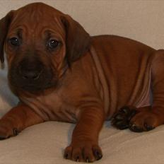 Rhodesian ridgeback Dalton