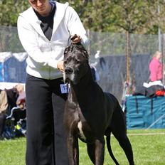 Grand danois BONEL ZAGANELLI 