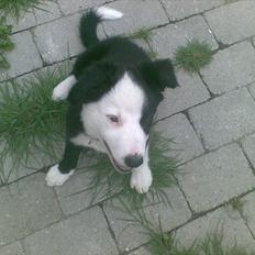 Border collie Aslan (Bobacayenne)