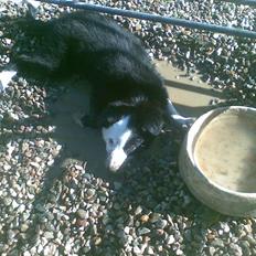 Border collie Aslan (Bobacayenne)