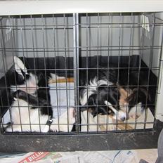 Border collie Aslan (Bobacayenne)