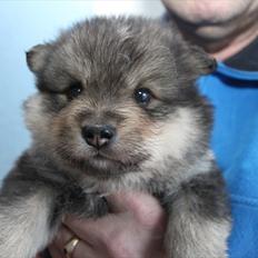 Finsk lapphund Tähti