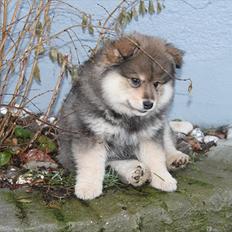 Finsk lapphund Tähti