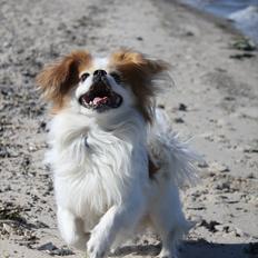 Blanding af racer Pepsi