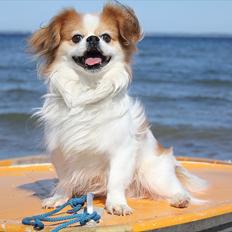 Blanding af racer Pepsi