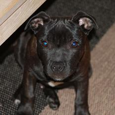 Staffordshire bull terrier Tyson