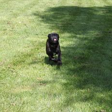 Staffordshire bull terrier Tyson