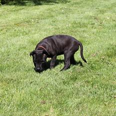 Staffordshire bull terrier Tyson