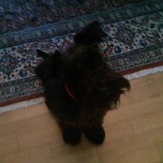 Dvaergschnauzer  codename cynthia hunni