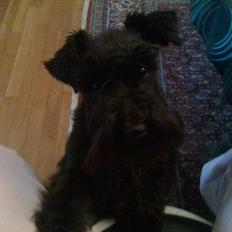 Dvaergschnauzer  codename cynthia hunni