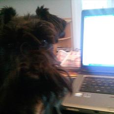 Dvaergschnauzer  codename cynthia hunni