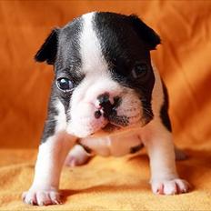 Boston terrier Dobby