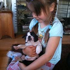 Boston terrier Dobby