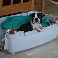 Boston terrier Dobby