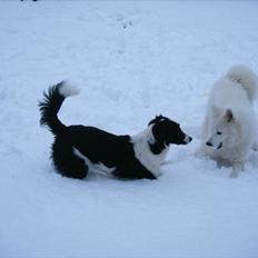 Blanding af racer Lucky