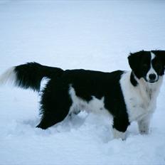 Blanding af racer Lucky