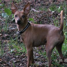 Dvaergpinscher Goofy - Himmelhund