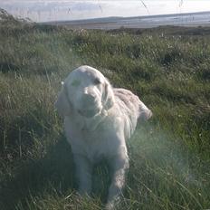 Golden retriever Chanti