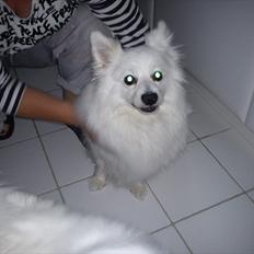 Volpino italiano Hedehuset's Primitivo (Ludvig)