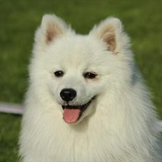 Japansk spids Kannibalens Lila Savannah