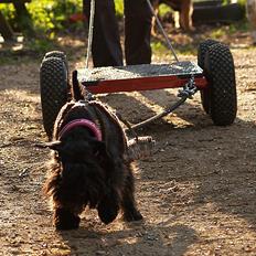 Dvaergschnauzer Sváva's Ayla - Thea