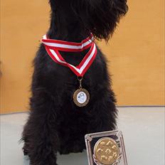 Dvaergschnauzer Sváva's Ayla - Thea