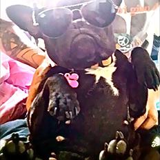 Fransk bulldog Mitzy