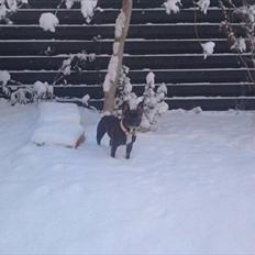 Fransk bulldog Mitzy