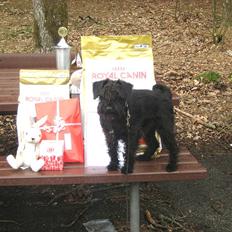 Dvaergschnauzer Sváva's Galaxy - Thriffyn