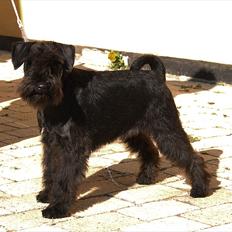 Dvaergschnauzer Sváva's Galaxy - Thriffyn