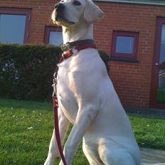 Labrador retriever emma