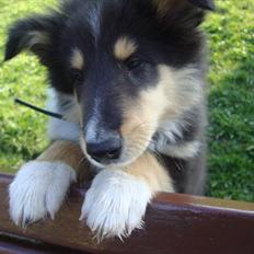 Collie langhåret Samson