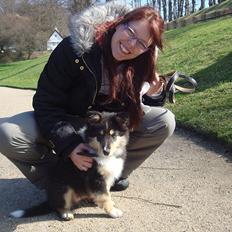 Collie langhåret Samson