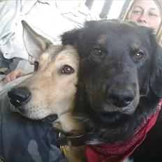 Blanding af racer Bobby. Schæfer, golden retiver og labrador  