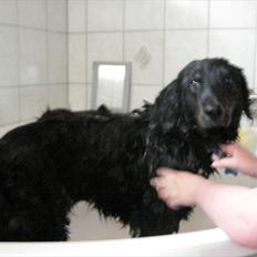 Blanding af racer Balder. Schæfer, newfoundlænder og mange flere 