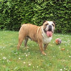 Engelsk bulldog Chili