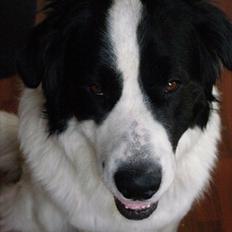 Blanding af racer julius- skt.bernhard & schæfer