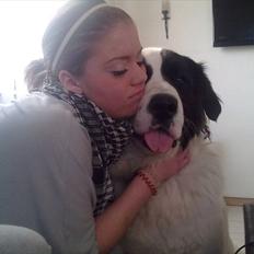 Blanding af racer julius- skt.bernhard & schæfer