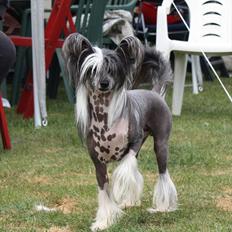 Chinese crested hårløs Mexi Pascal-Liv