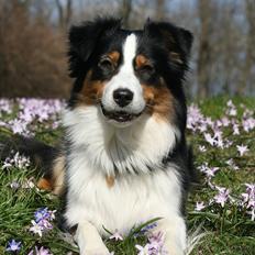 Australian shepherd Gracie