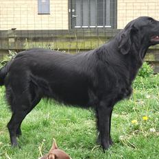Flat coated retriever Alma - engle barnet/koldbøtte