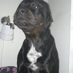 Blanding af racer GD&ROTTWEILER - Cola -