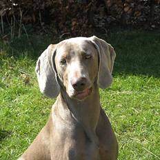 Weimaraner Hot Shoot´s Jeco