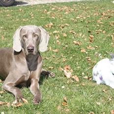 Weimaraner Hot Shoot´s Jeco