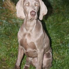 Weimaraner Hot Shoot´s Jeco
