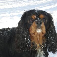 Cavalier king charles spaniel Nano (Elimosa 007 James)