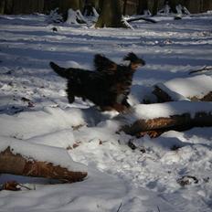Cavalier king charles spaniel Nano (Elimosa 007 James)