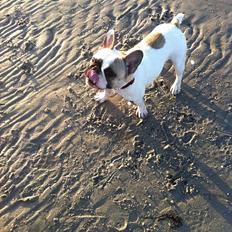 Fransk bulldog Sille