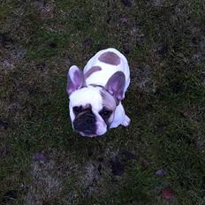 Fransk bulldog Sille