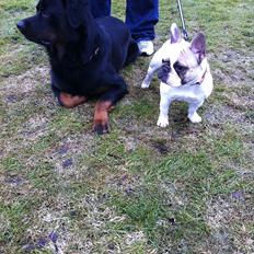 Fransk bulldog Sille